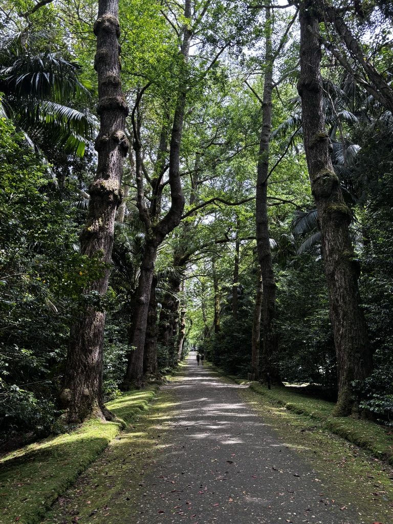 Terra Nostra botanical gardens — lush, ancient trees arching over paths, green on green on green