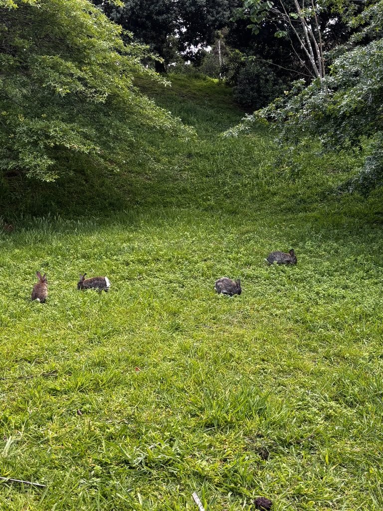 Rabbits in a city park in Sao Miguel — small and unbothered, living their best park life