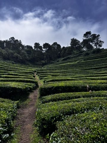 Anca at a tea plantation in the Azores — rows of tea bushes, lush and green