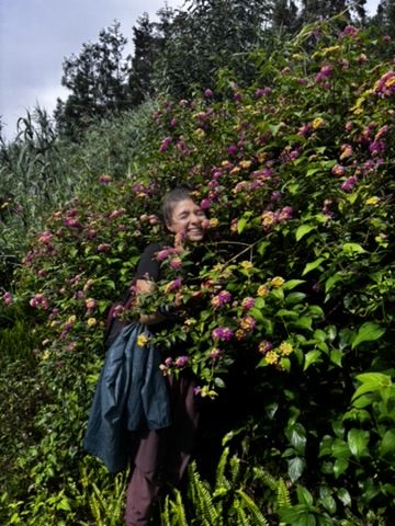 Hiking in heavy rain in the Azores, surrounded by wildflowers