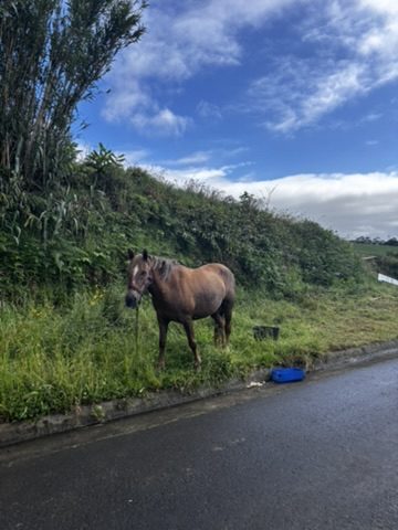 A beautiful horse standing on a road in the Azores, calm and completely unbothered