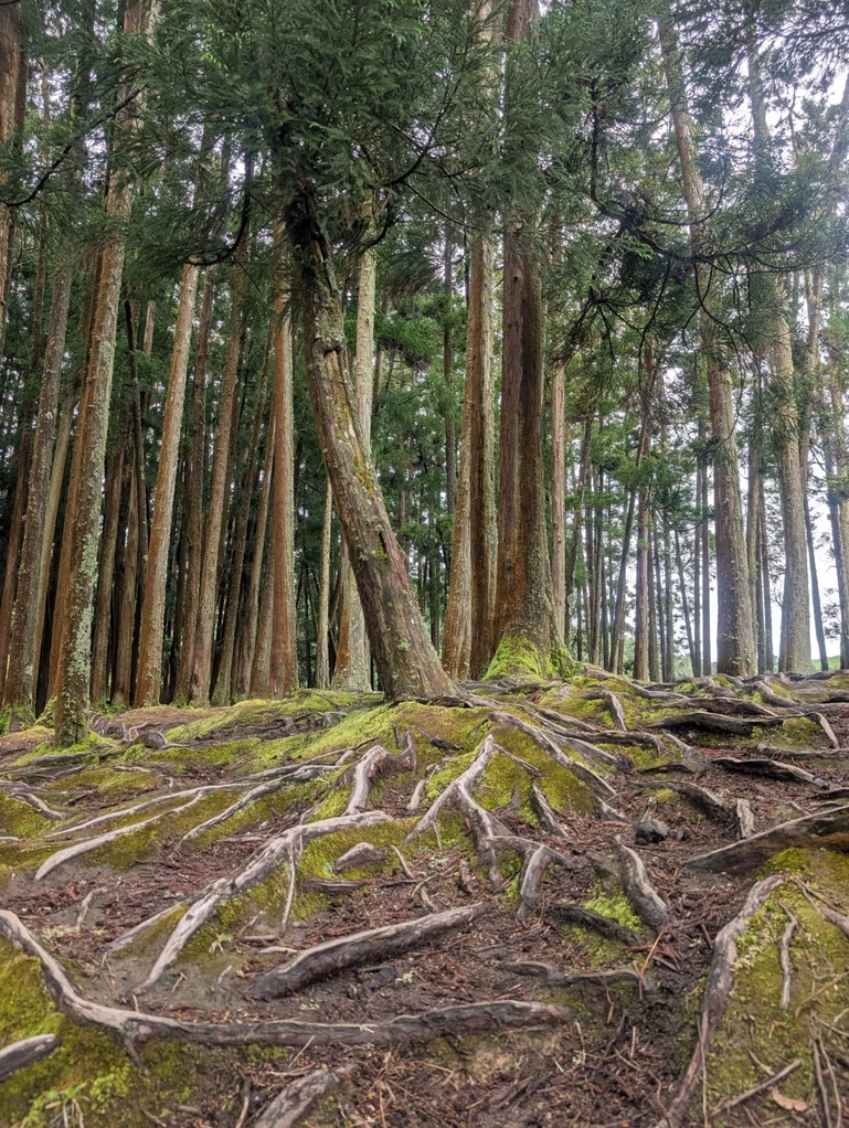 Ancient tree roots spreading across the forest floor in Sao Miguel — exposed, tangled, a map of connection