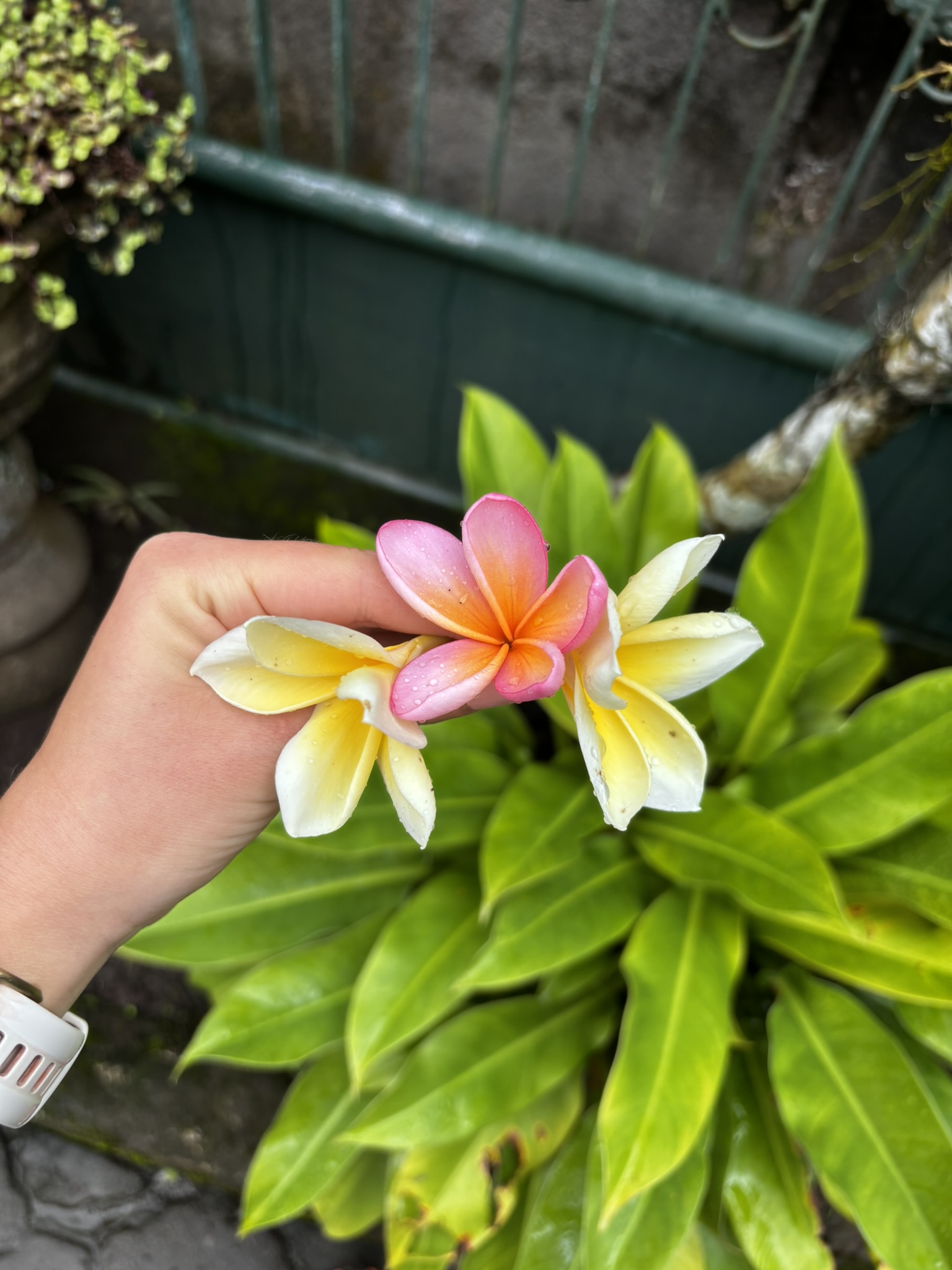 Frangipani flowers in Bali — one white, one pink, held against a lush green garden