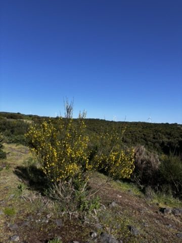A yellow flowering bush on open moorland, wind turbines visible on the ridge behind, deep blue sky