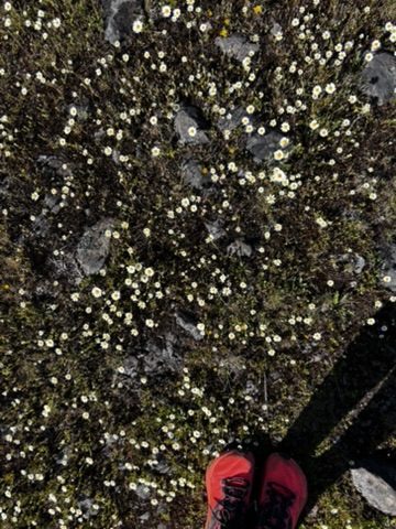 Looking straight down at red trainers standing in a carpet of tiny white daisies growing from rocky ground