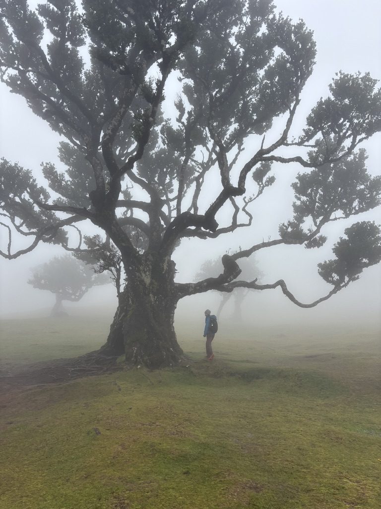 A person stands tiny beneath an enormous ancient laurel tree, completely surrounded by thick white fog, Fanal forest