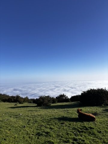 A dog lies in green grass at the edge of a cliff, a perfect white sea of clouds below stretching to the horizon, deep blue sky above