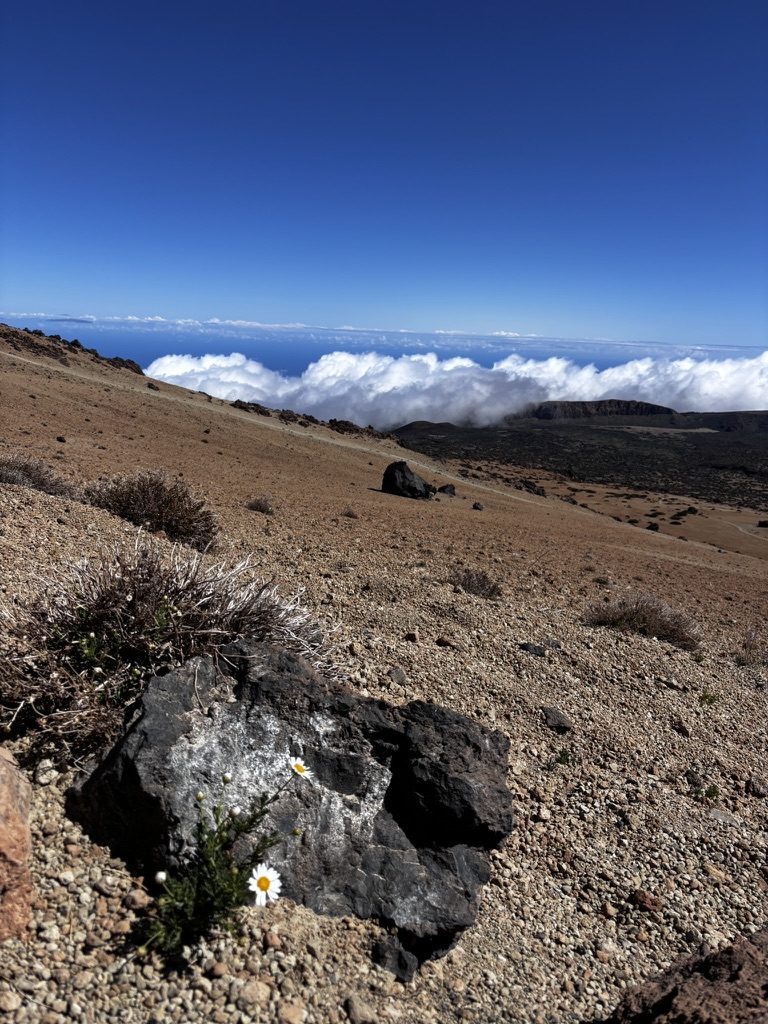 Remote pine forest on the lower slopes of El Teide — tall pines, resinous air, the approach before the volcanic landscape opens up