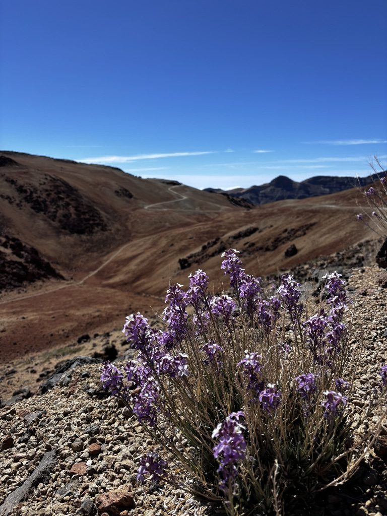 Descending from El Teide — the path back down from the highest peak in Spain, the vast landscape visible behind