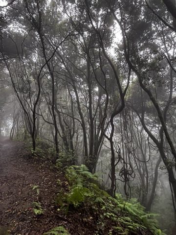 Hiking in Anaga through thick fog — the path barely visible, trees emerging from white mist on both sides