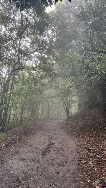 A narrow forest path in Anaga disappearing into green mist — ancient moss-covered trees on both sides