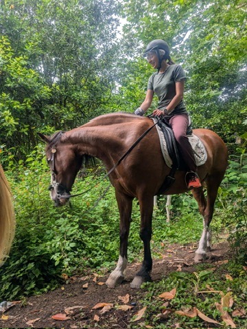 A horse in the lush green Azores landscape — calm, attentive, entirely at home in this terrain