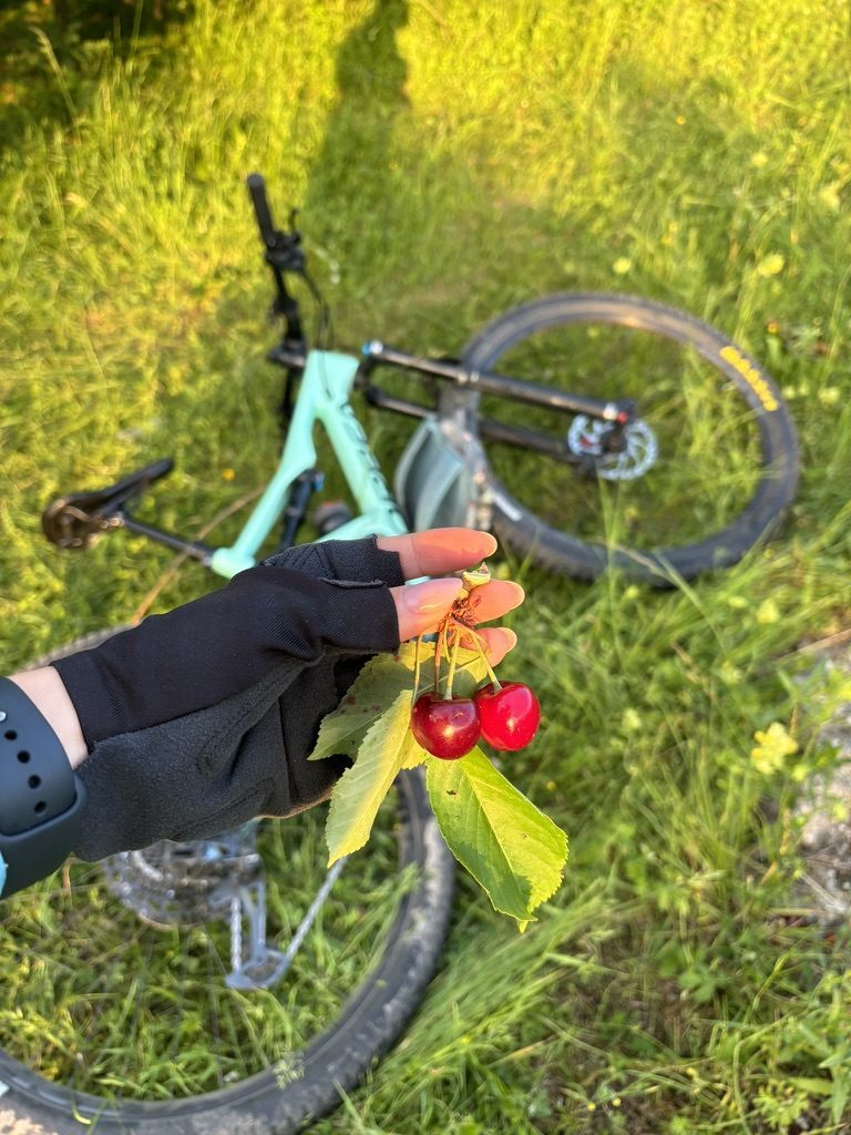 Gloved hand holding two fresh red cherries with leaves, Orbea lying in golden grass behind