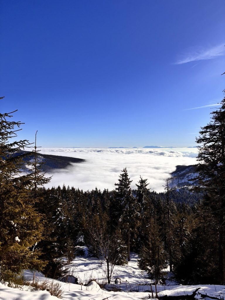 View through snow-covered pine trees from the ski slope, a complete white sea of clouds filling the valley below, deep blue sky above