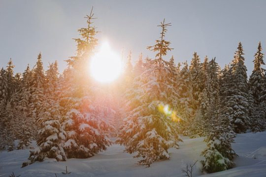 Winter sunshine breaking through snow-laden pine trees, golden light flooding the forest