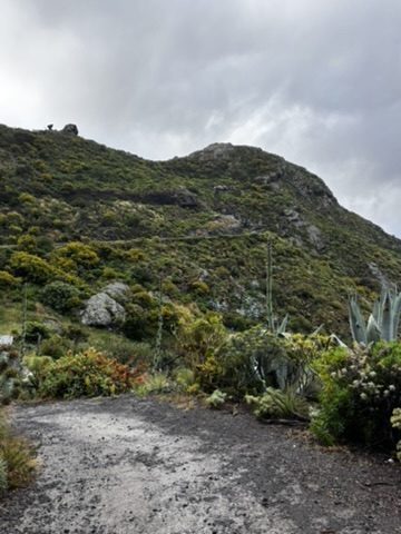 Ancient laurisilva forest in northern Tenerife, twisted moss-covered trees, filtered green light