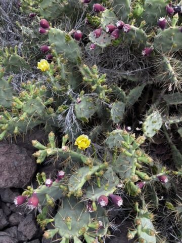 A magnificent cactus in Tenerife — dramatic, sculptural, absolutely unbothered by everything