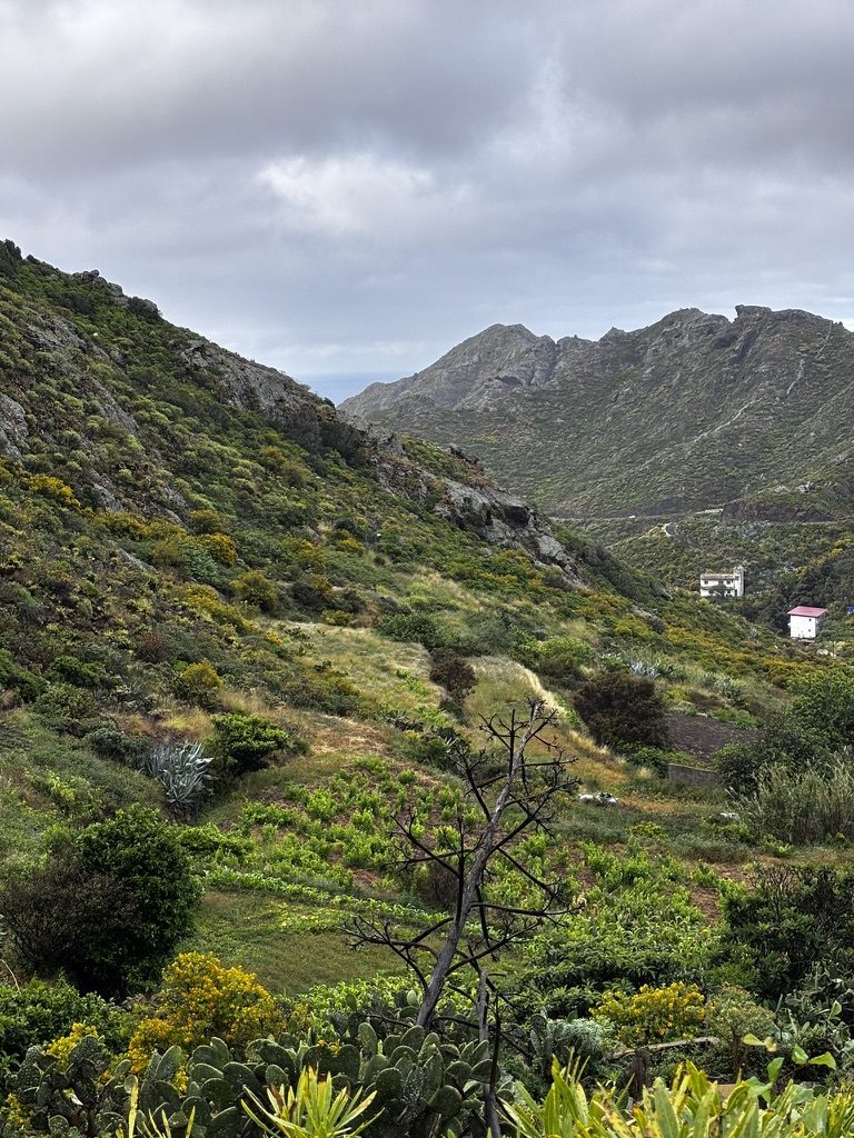 Lush green hillside trail in northern Tenerife — deep green vegetation, misty valleys, the island's unexpected lush face