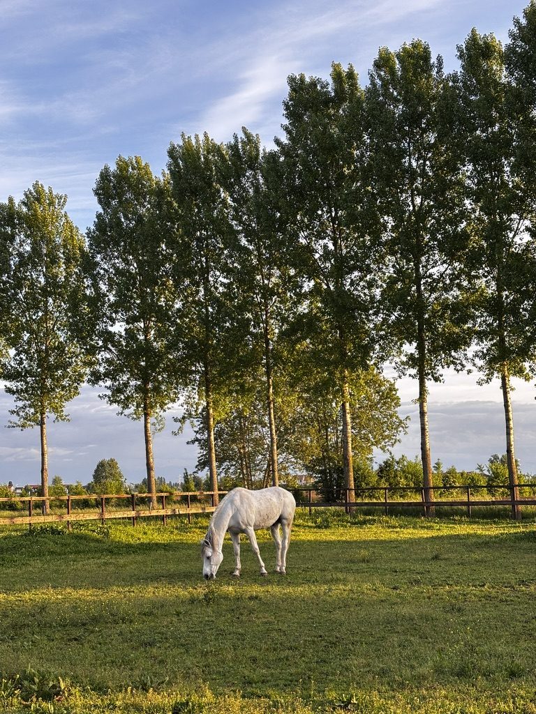 Anca with horses at the ranch — completely happy, completely off the bike for five minutes