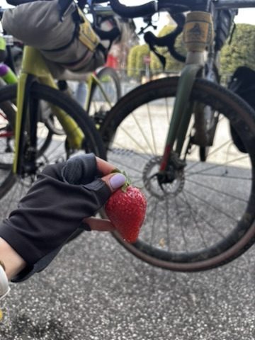 Strawberries eaten after a long stage — small, Italian, perfect