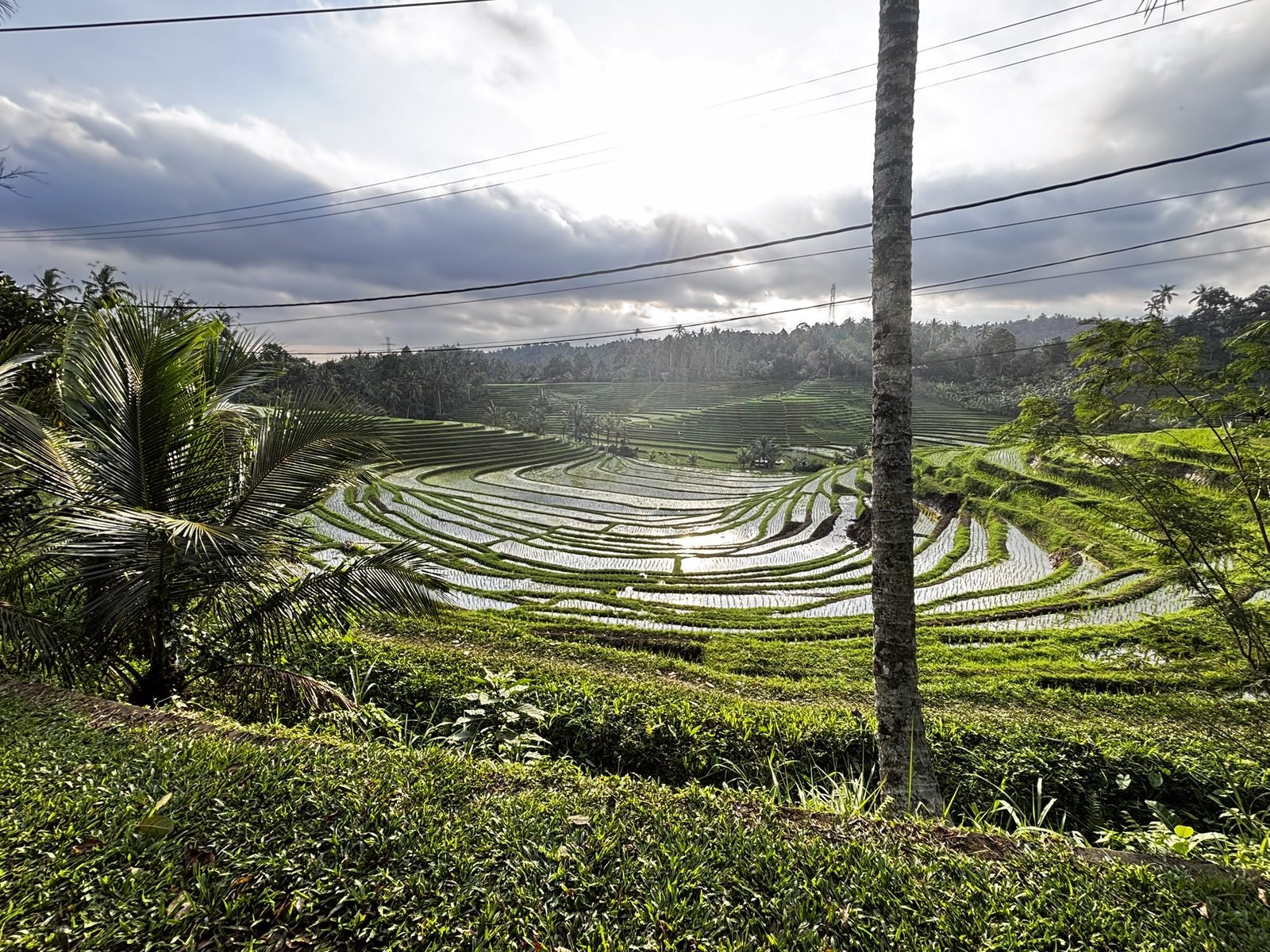 Cascading rice terraces catching morning light through tropical palms and overcast skies, Bali, Indonesia