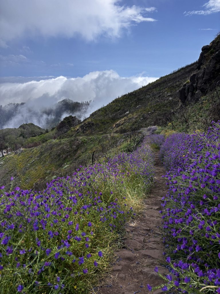 Wildflower-lined hiking trail on Madeira with sweeping cloud-sea views below the volcanic peaks