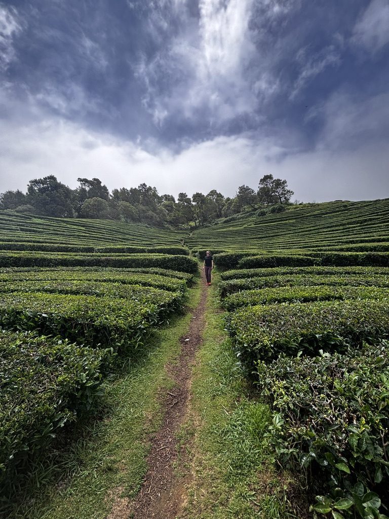 Get Lost in a Tea Plantation
