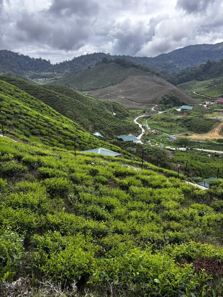 The Green of Cameron Islands, Malaysia